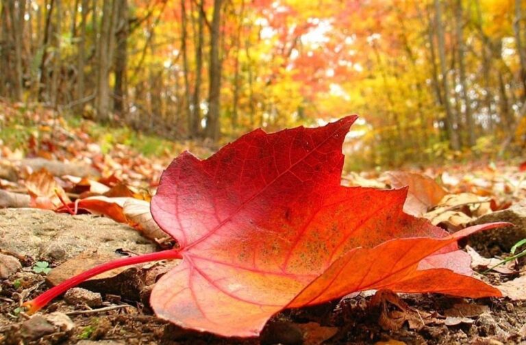 مبحث برگ – فصل نهم