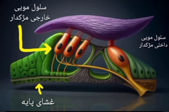 ساختار گوش – زیست۱۱ – فصل۲