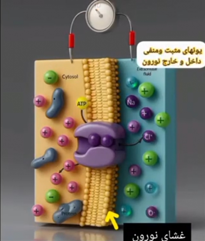 زیست ۱۱ – فصل دوم