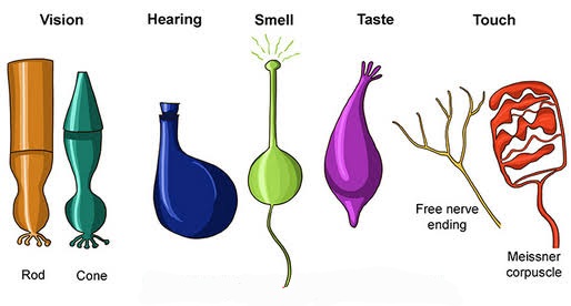 زیست۱۱ – فصل۲ – حواس