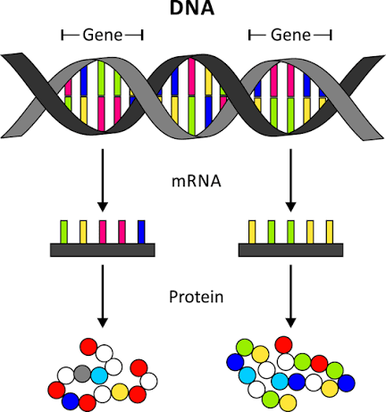 DNA پروتئین – زیست۱۲ – فصل۵