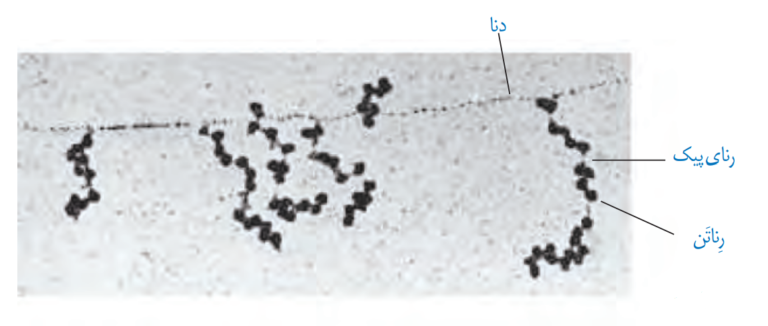 جزوه جمع بندی فصل دوم زیست دوازدهم+ سؤالات فصل دوم در قالب نهایی (تهیه و تنظیم توسط گروه زیست‌شناسی استان کردستان)