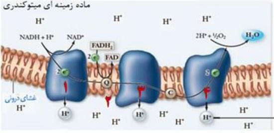 جزوه جمع بندی فصل 5 +پاسخ فعالیت ها – زیست شناسی 3 (از ماده به انرژی) تهیه و تنظیم توسط گروه زیست‌شناسی خراسان رضوی