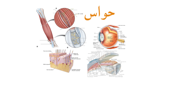 پادکست بحث حواس- فصل دوم زیست‌شناسی یازدهم. کاری از گروه زیست‌شناسی خوزستان