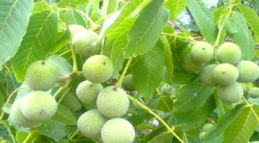 درسنامه فصل ششم زیست‌شناسی دهم