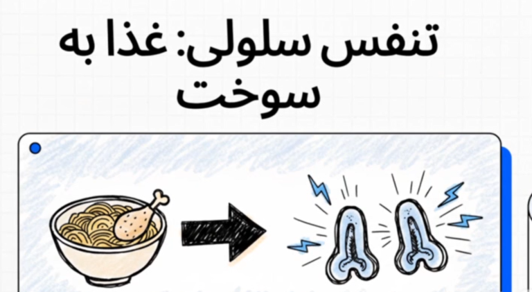 فیلم آموزشی تنفس یاخته‌ای تهیه شده توسط هوش مصنوعی